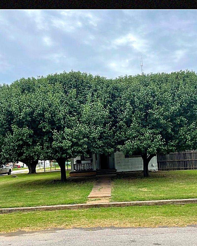Overgrown trees crowding the front of a Wichita Falls house before work started
