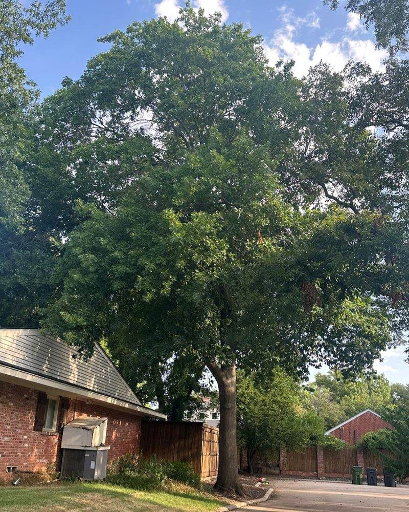 A large shade tree with a dense canopy over a house and driveway