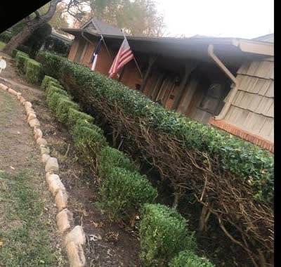 The same bed cleared, edged, and the hedge trimmed back