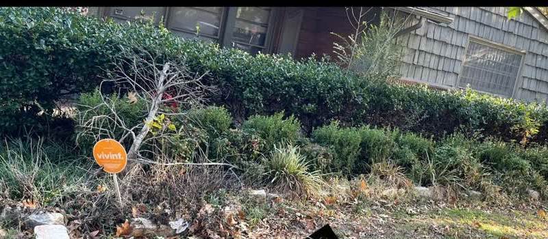 An overgrown hedge and weedy flower bed along a house