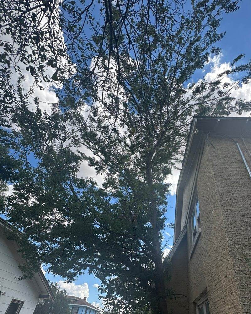 A tall tree growing tight against the side of a two-story brick house