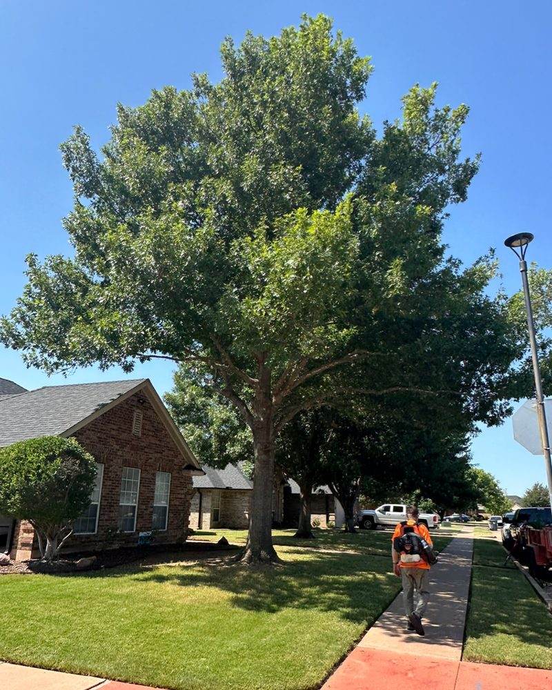The same tree lifted, the canopy raised clear of the sidewalk