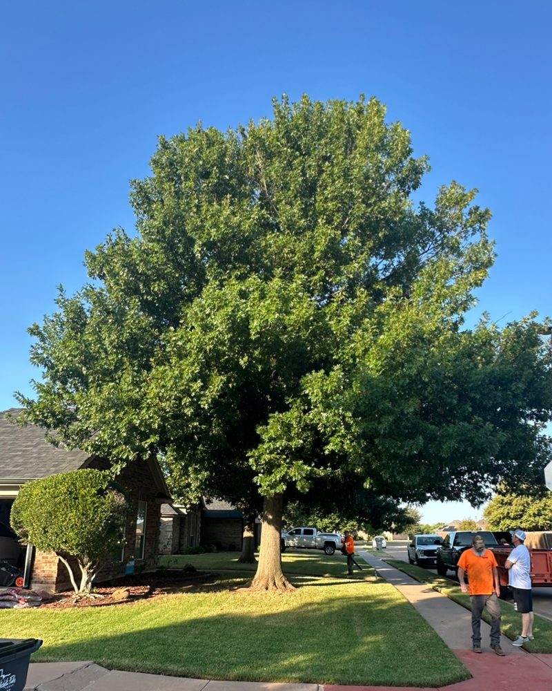 A wide front-yard tree with its canopy hanging low over the lawn and sidewalk