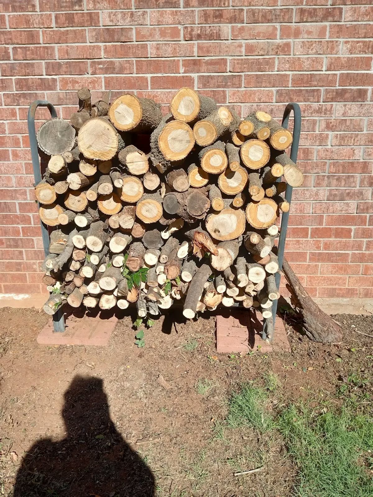 Freshly cut firewood rounds stacked against a brick wall