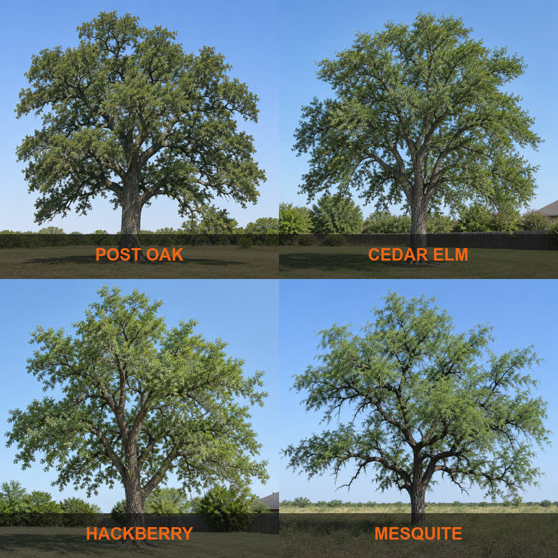 Four common North Texas trees side by side: post oak, cedar elm, hackberry and mesquite