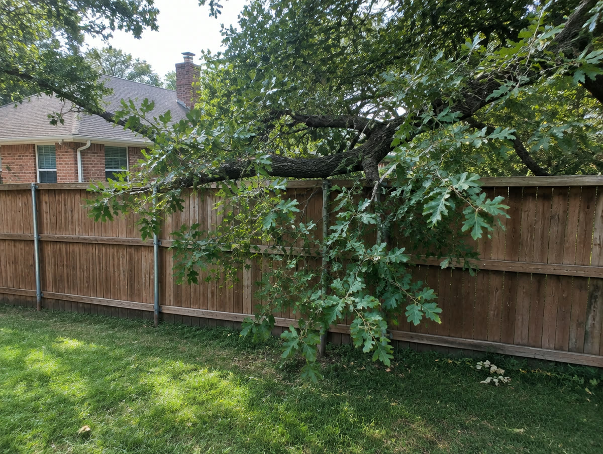 A tree branch crossing over a wood privacy fence from a neighboring yard