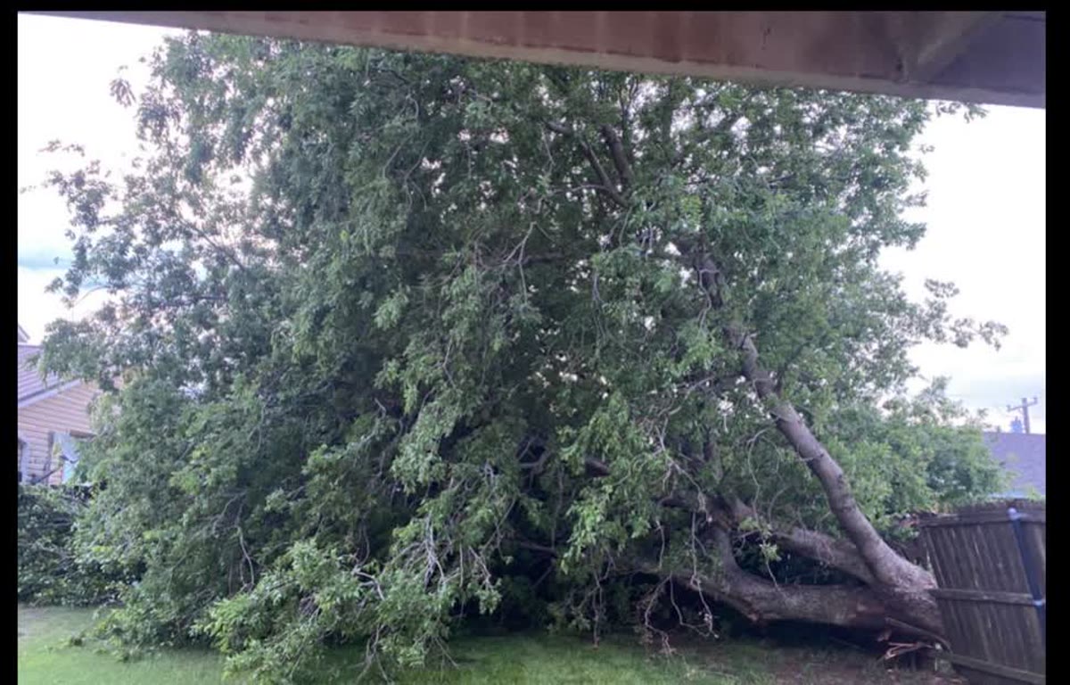 A large tree down across a North Texas backyard after a storm