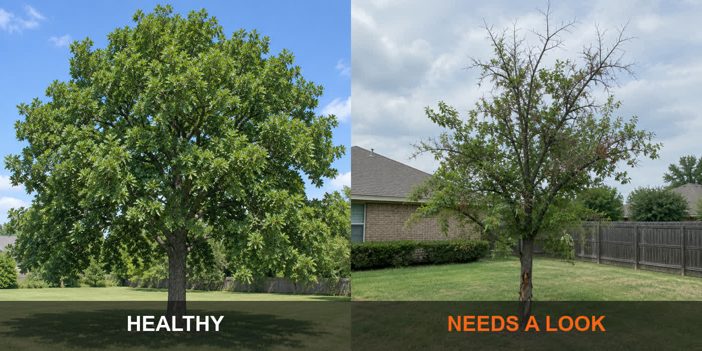 A healthy full-canopy tree next to a tree with crown dieback and bark damage